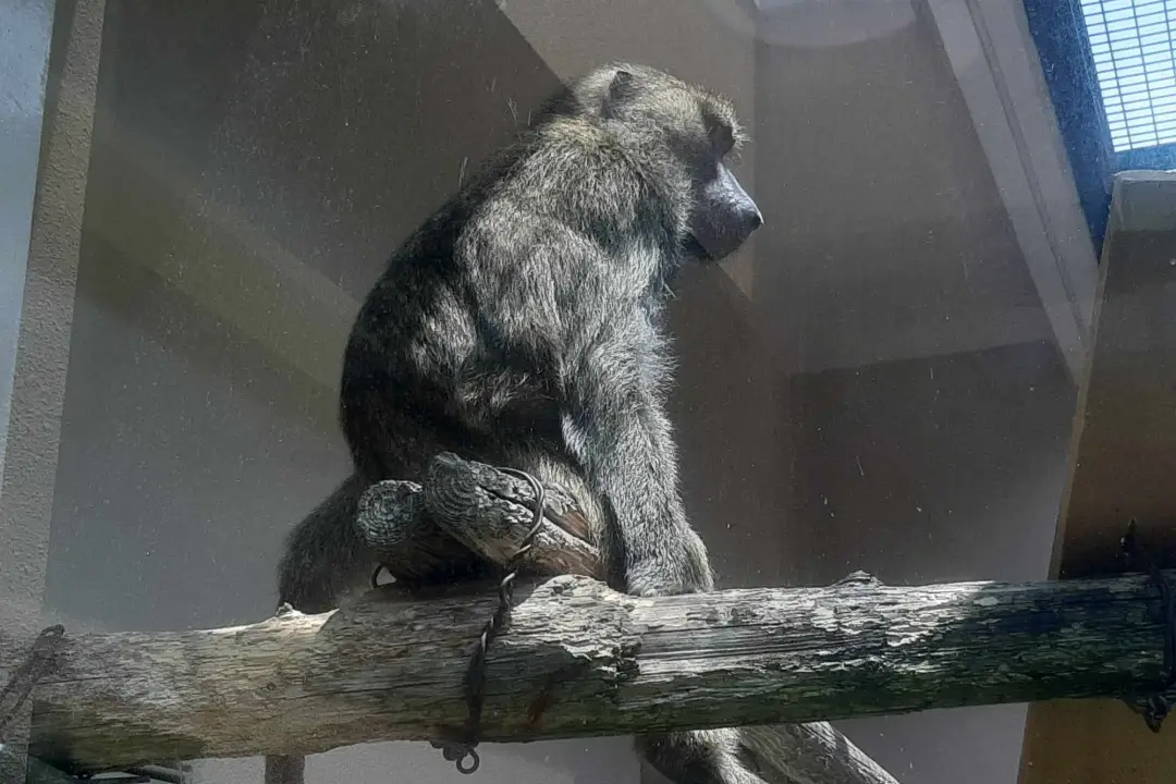 sapporo maruyama zoo