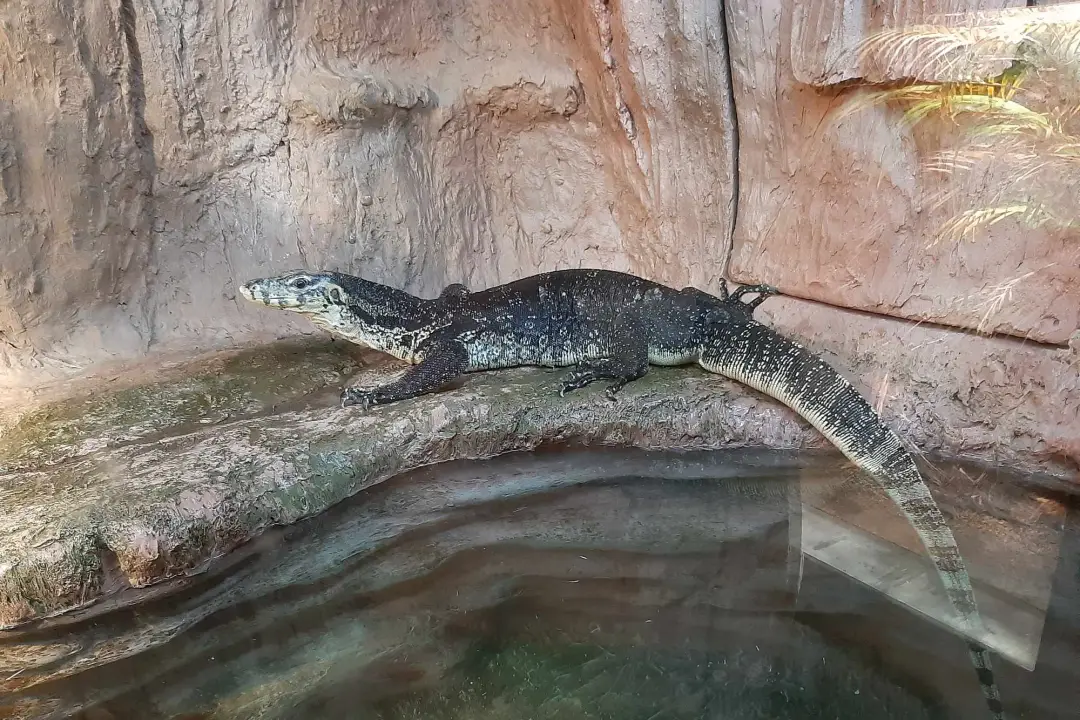 sapporo maruyama zoo reptilian