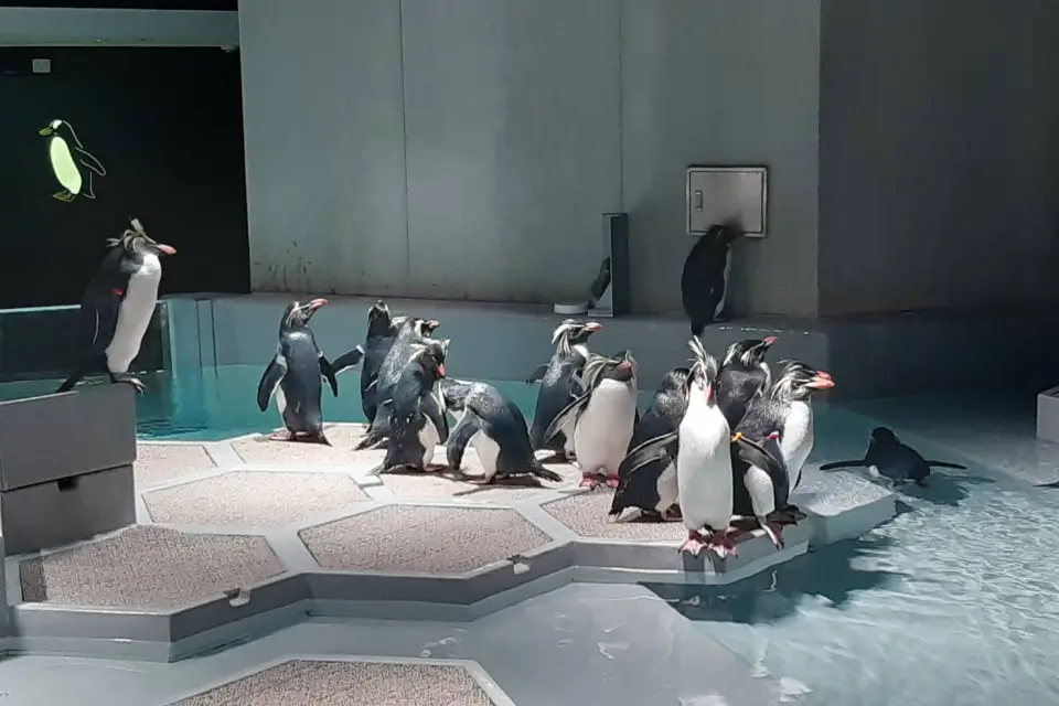 Aoao Sapporo Aquarium penguins