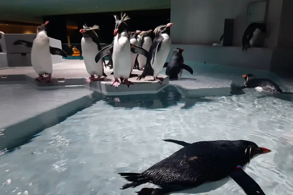 Aoao Sapporo Aquarium penguins