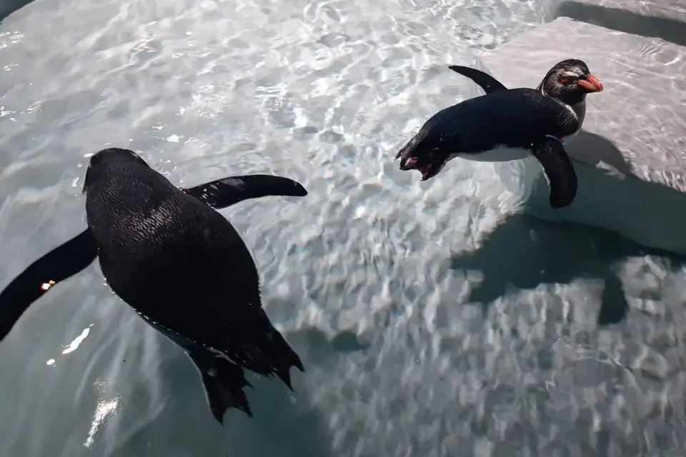 Aoao Sapporo Aquarium penguins