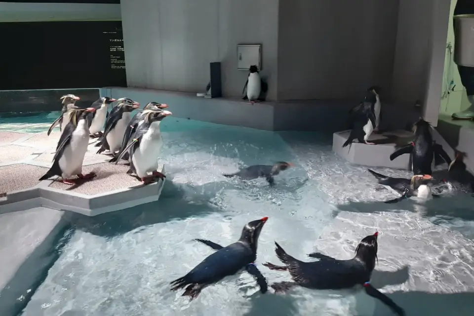 Aoao Sapporo Aquarium penguins