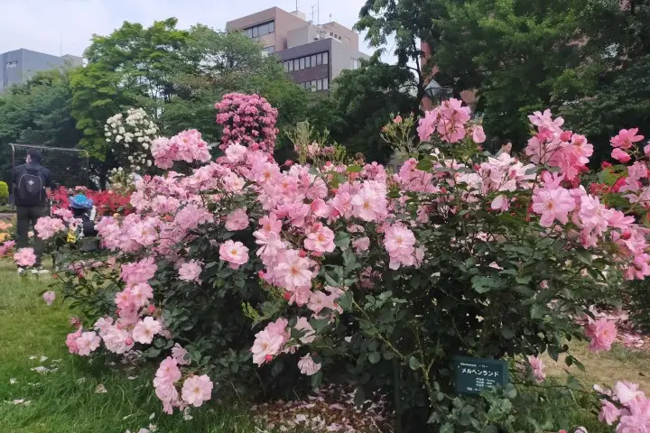 Sapporo Flower Festival Hana Festa